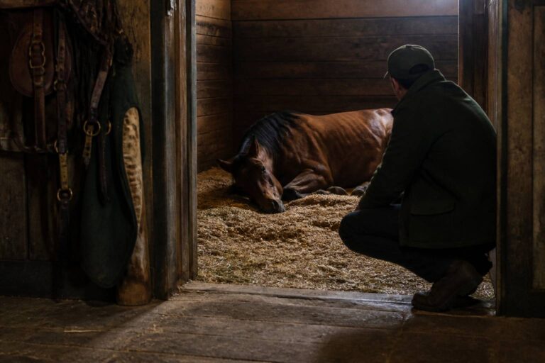 Colique du cheval : symptômes, gestes d&rsquo;urgence et suites