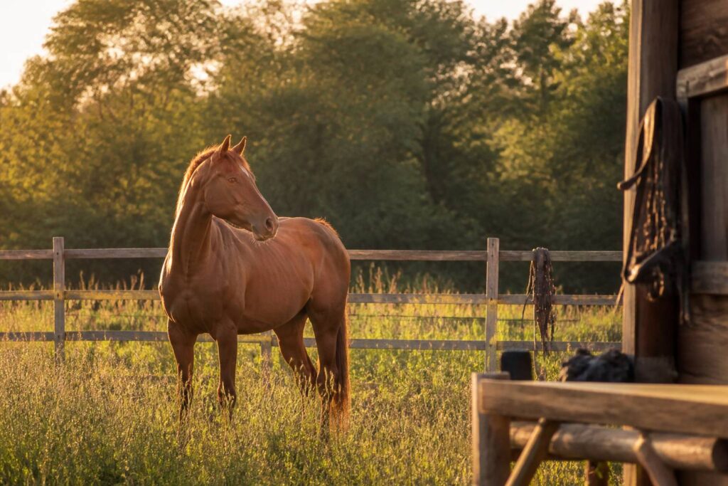 Cheval alezan au pré en été sous une lumière dorée
