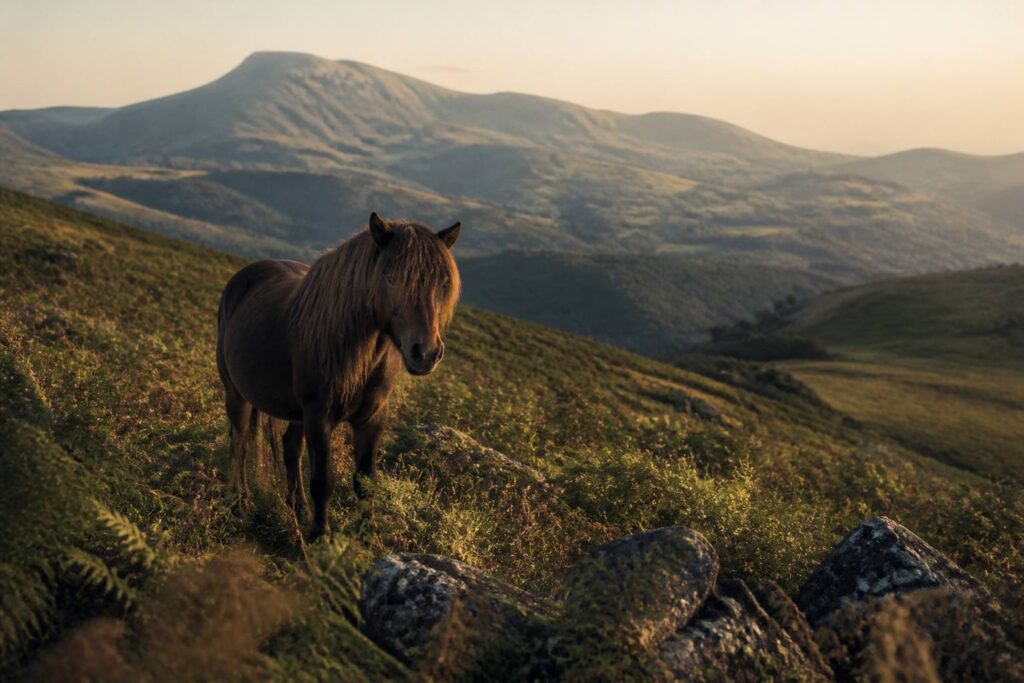 Pottok au pelage brun foncé debout dans un pâturage de montagne basque