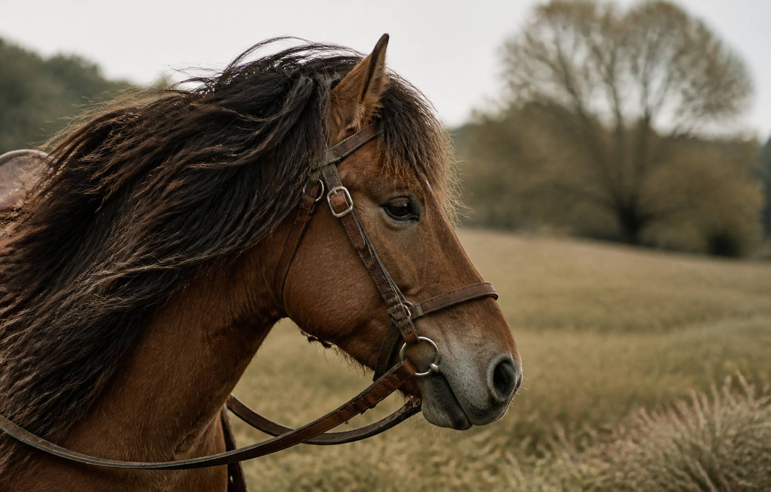 Tête de pottok vue de profil avec sa longue crinière dans une prairie
