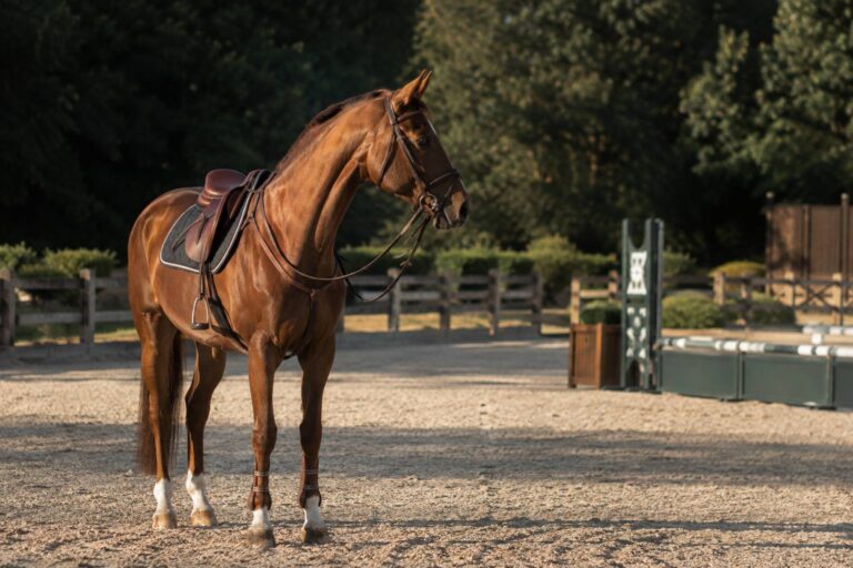 Achetez et vendez vos chevaux de Concours Complet d’Équitation : toutes les annonces à découvrir
